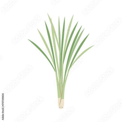 Fresh lemongrass stalks with green leaves – flat illustration