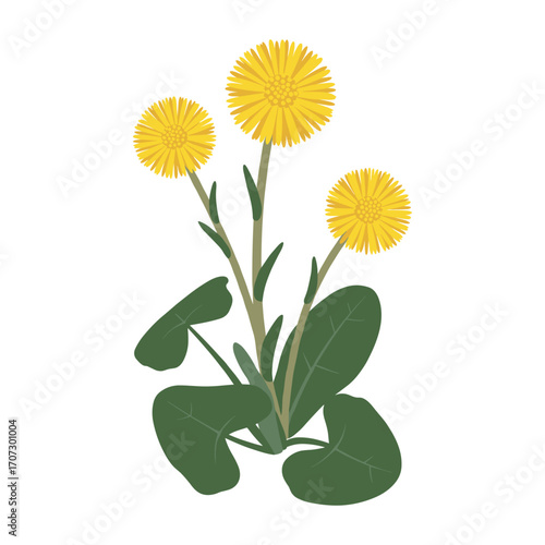 Coltsfoot botanical illustration with yellow blooms and green leaves – flat illustration
