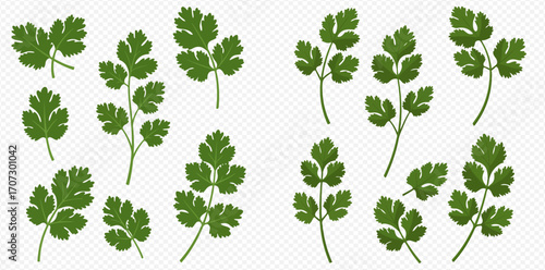 Collection of parsley sprigs and leaves, arranged in two groups on a transparent background.