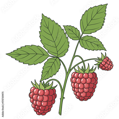 Illustrated ripe raspberry plant with green leaves – flat illustration