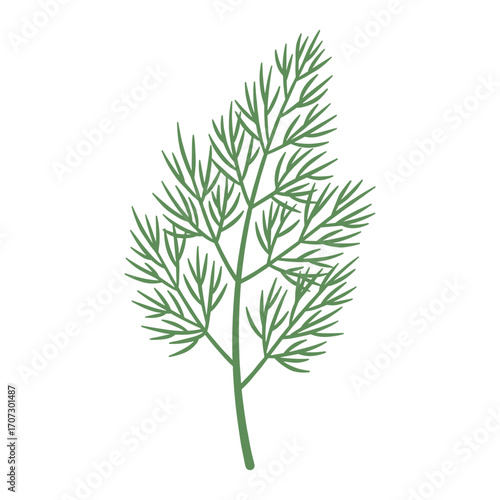 Green dill herb illustration with detailed foliage – flat illustration