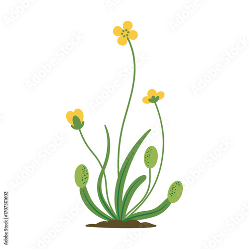 Yellow buttercup plant with green leaves – flat illustration