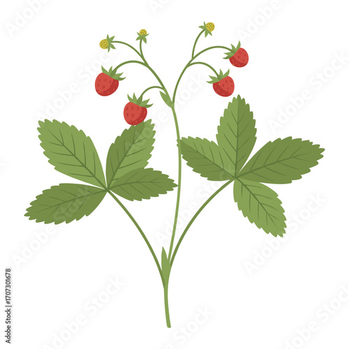 Wild strawberry plant with leaves and red berries – flat illustration