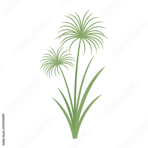 Green papyrus plant with long stems and spiky leaves – flat illustration