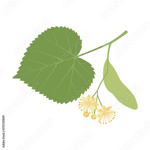 Linden leaf and blossoms botanical illustration – flat illustration