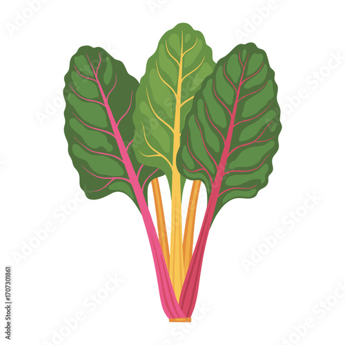Fresh vibrant swiss chard stalks with colorful stems and lush green leaves – flat illustration