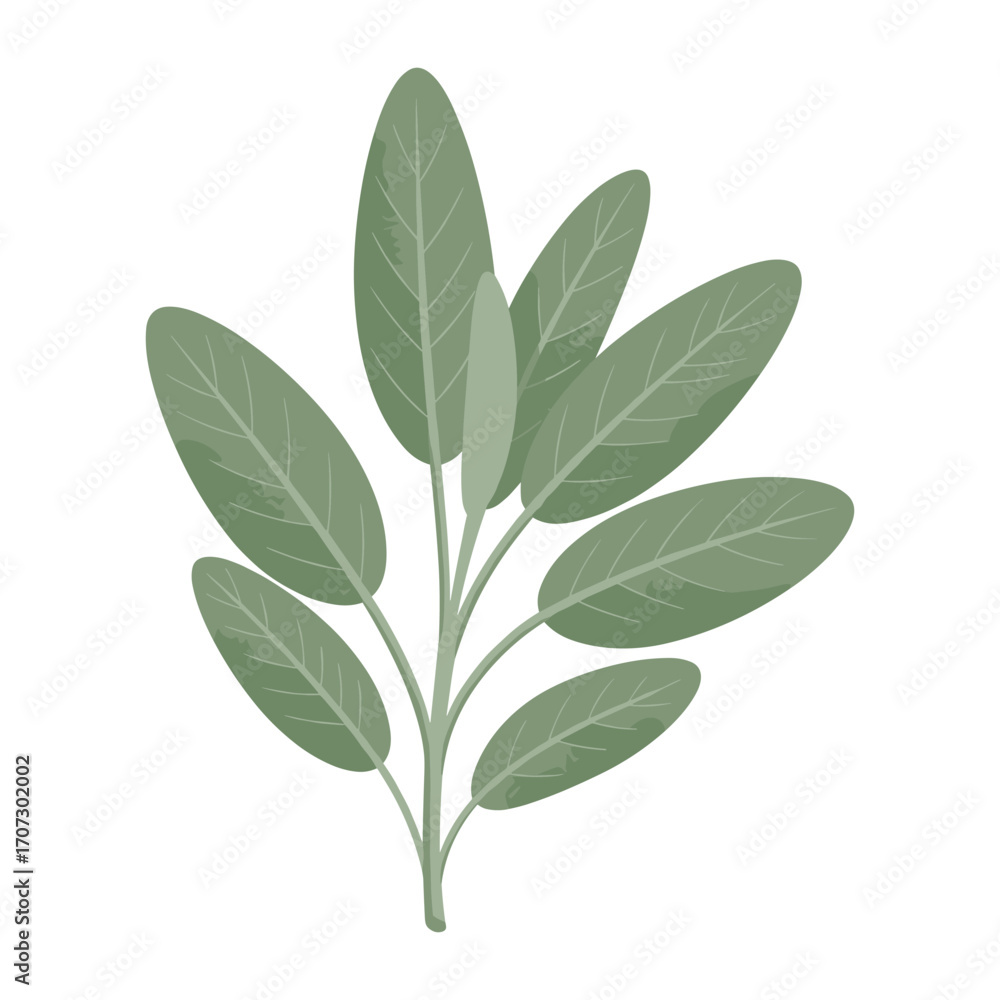 Naklejka premium Simple green sage leaf illustration – flat illustration