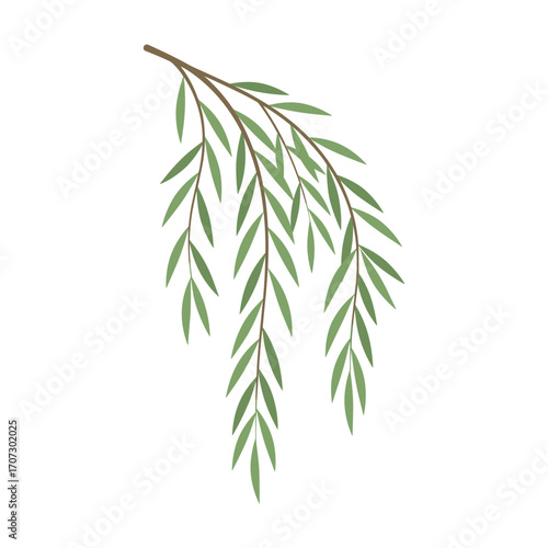 Green willow branch with delicate leaves – flat illustration