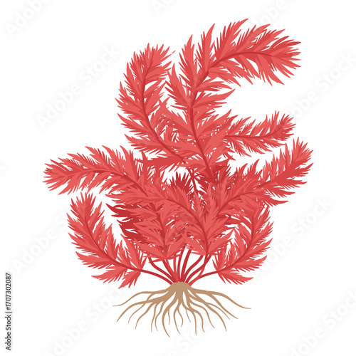 Vibrant red seaweed illustration with detailed branches and roots – flat illustration