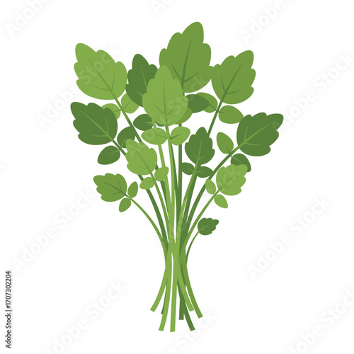 Fresh green parsley bunch against – flat illustration