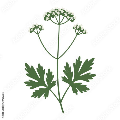 Elegant umbelliferous plant with delicate white flowers and lush green leaves – flat illustration