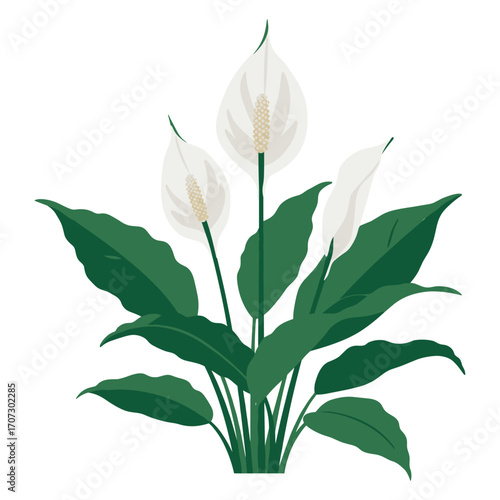 Elegant peace lily illustration with green leaves and white blooms – flat illustration