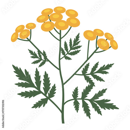 Yellow tansy flower with green leaves – flat illustration