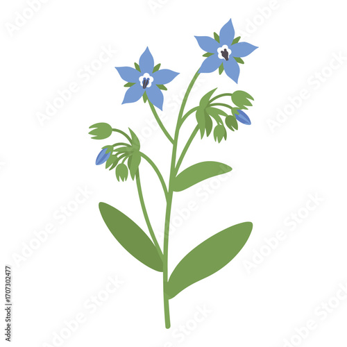 Blue starflower borage herb with green leaves and buds – flat illustration