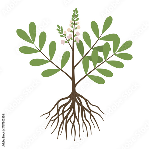 Botanical illustration of a plant with roots and leaves – flat illustration