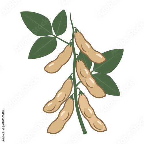 Illustration of soybean plant with pods and leaves – flat illustration