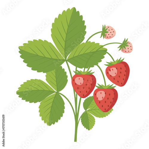 Ripe red strawberries on green leafy plant with unripe fruits – flat illustration