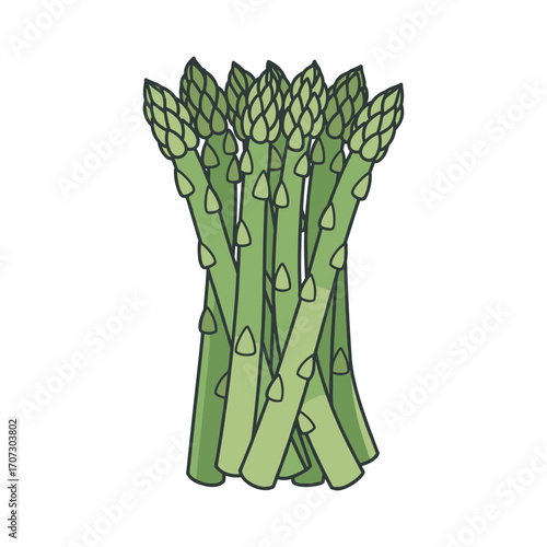 Green asparagus bundle illustration – flat illustration