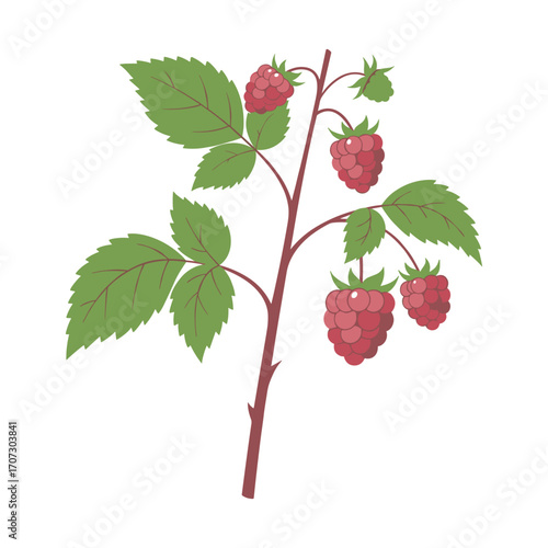 Illustration of raspberry branch with leaves and berries – flat illustration
