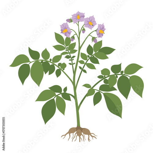 Illustration of flowering potato plant with green leaves and roots – flat illustration