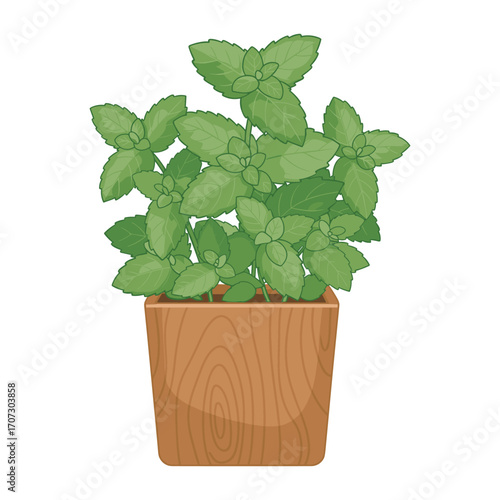 Potted mint plant in wooden planter – flat illustration