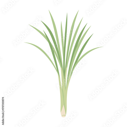 Illustration of lemongrass plant with long green leaves – flat illustration