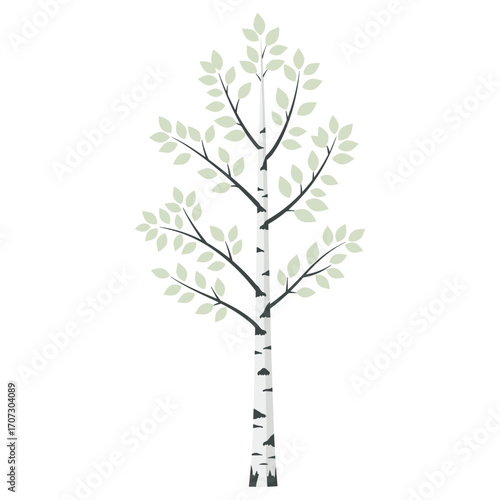Tall birch tree with sparse green leaves – flat illustration
