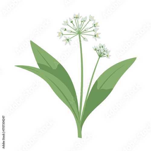 Vector illustration of wild garlic plant with white flowers and green leaves – flat illustration