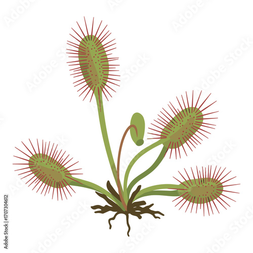Sundew carnivorous plant close-up with sticky tentacles and green leaves – flat illustration