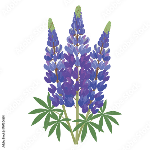 Illustrated purple lupine flowers with green leaves – flat illustration