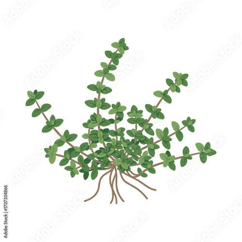 Green thyme herb plant with roots – flat illustration