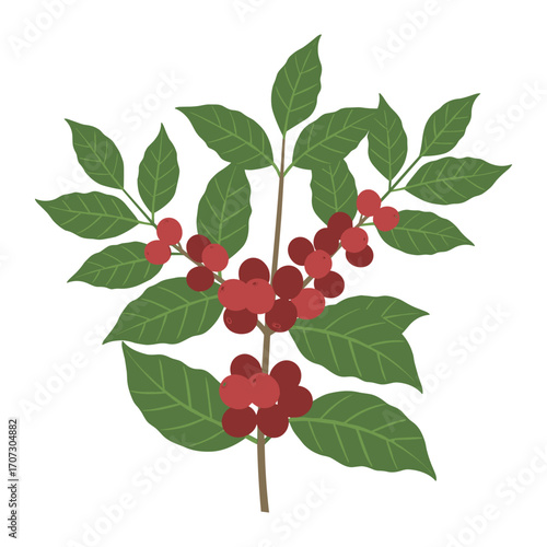Branch of coffee plant with red berries and green leaves – flat illustration