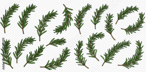 Collection of rosemary sprigs in various shapes and orientations on a transparent background.