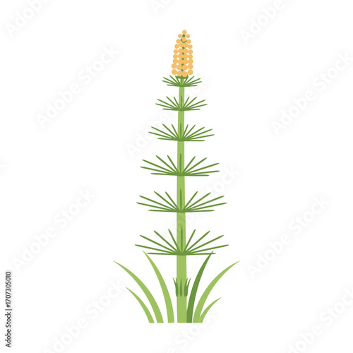 Illustration of equisetum arvense horsetail plant with green stems and spore cone – flat illustration
