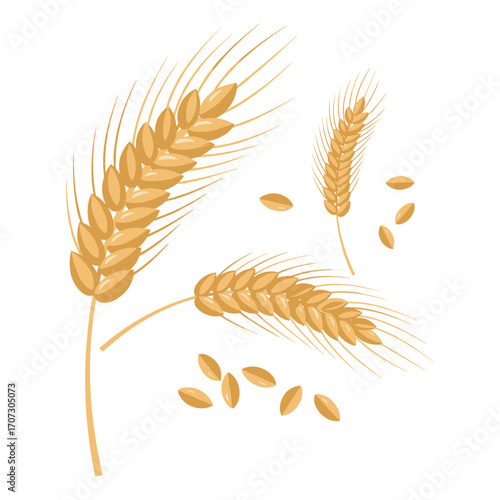 Wheat ears and grains – flat illustration