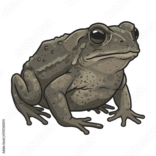 Detailed illustration of a toad with textured skin in neutral tones – flat illustration