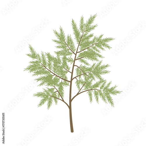 Detailed illustration of a green cedar tree branch – flat illustration