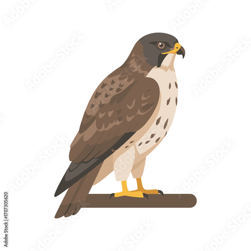 Illustrated falcon perched on branch with detailed plumage – flat illustration