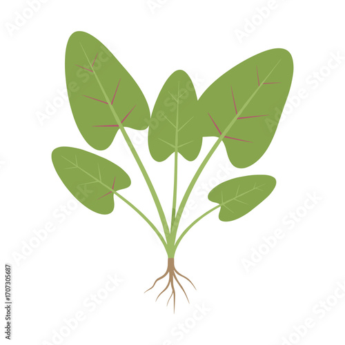 Green spinach plant with roots on white background illustration – flat illustration