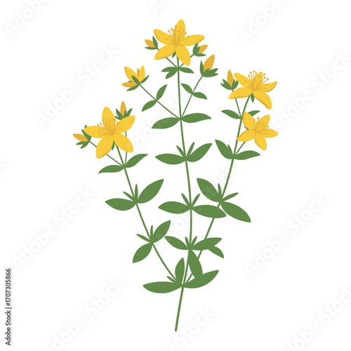 Illustration of yellow st. john's wort flowers with green leaves – flat illustration