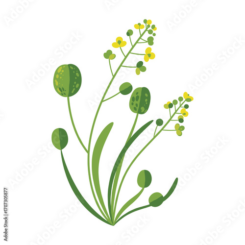 Botanical illustration of wild plant with yellow flowers and green leaves – flat illustration