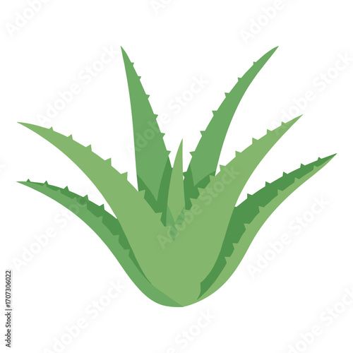 Vibrant green aloe vera plant with spiky leaves – flat illustration