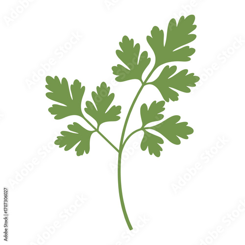 Detailed green parsley herb illustration with fresh leaves – flat illustration