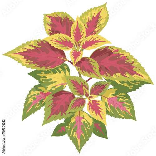 Vibrant coleus plant with multicolored leaves in full bloom – flat illustration