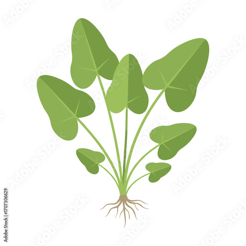 Fresh green spinach plant with roots – flat illustration