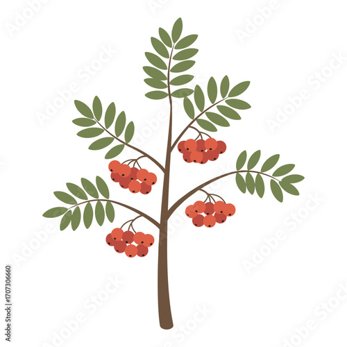Rowan tree branch with green leaves and red berries illustration – flat illustration