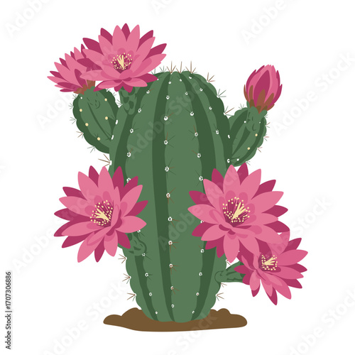 Blooming cactus with pink flowers on green stems – flat illustration