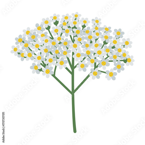 Blooming yarrow plant with white flowers and green stems in full glory – flat illustration