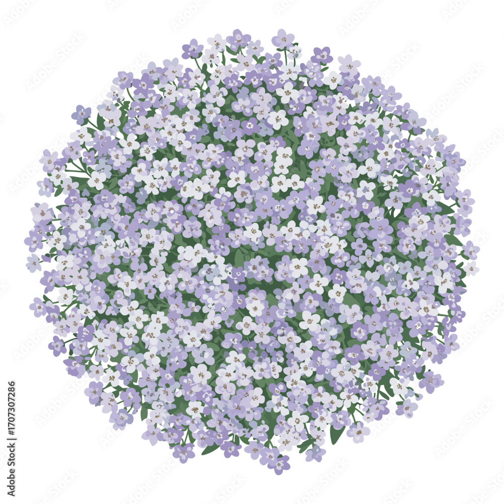 Obraz premium Dense circle of lavender and white flowers – flat illustration