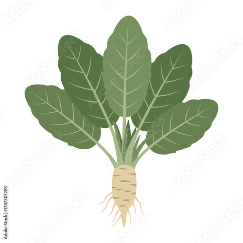 Green radish with leaves – flat illustration